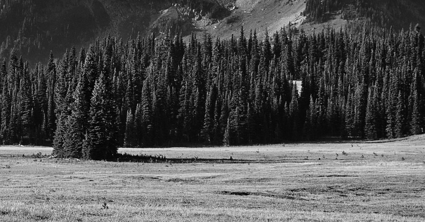 A landscape photo with a meadow in the foreground and trees in the background